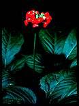 Ginseng Plant