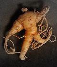 Ginseng Root